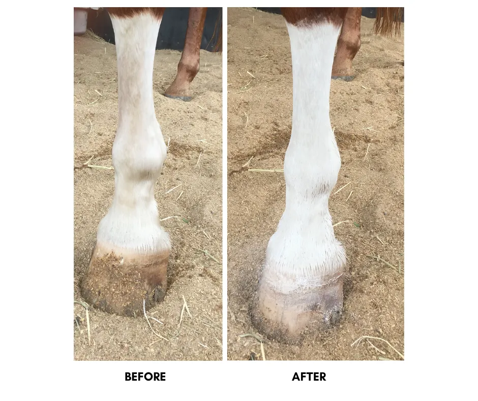 PUFF Equine UV Powder 250g