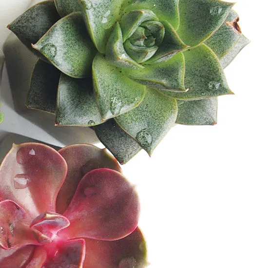 Q Smart Spa Scrub | Cactus Blossom