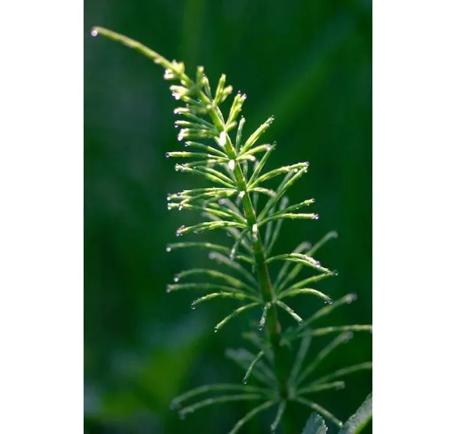 Regenerating Hand Cream 10ml *Best Before Clearance